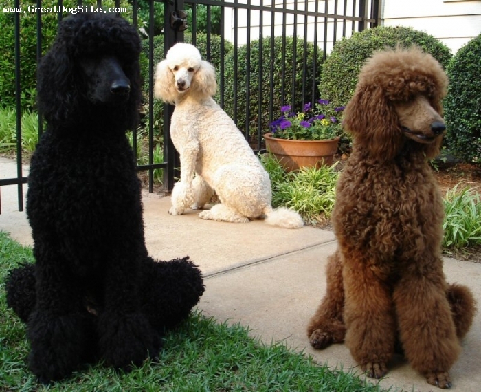 Fotografías profesionales de Caniches / Poodle Standard Poodle-5 years-Black, White, Red-1193465349